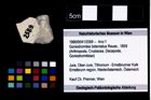 Foto (Objekt + Etikett) von Goniodromites bidentatus (Reuss, 1859)  (NHMW-GEO-1990-0041-2589)